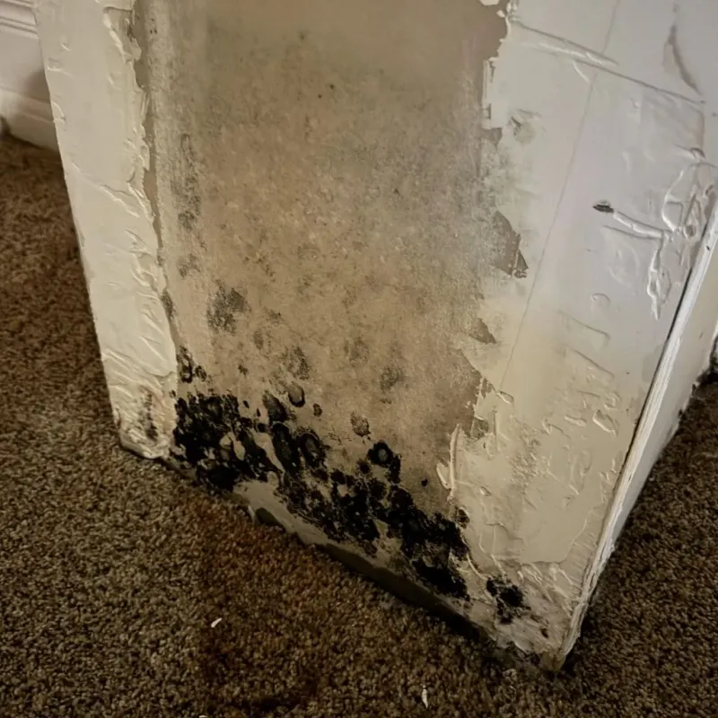 Professional Mold Removal in Ashburn, IL
